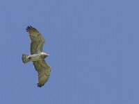 Circaetus gallicus 15, Slangenarend, Saxifraga-Mark Zekhuis