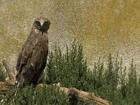 Circaetus gallicus 17, Slangenarend, Saxifraga-Jan van der Straaten