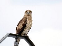 Circaetus gallicus 24, Slangenarend, Saxifraga-Bart Vastenhouw