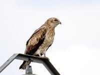 Circaetus gallicus 25, Slangenarend, Saxifraga-Bart Vastenhouw