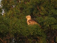 Circaetus gallicus 35, Slangenarend, Saxifraga-Henk Sierdsema