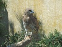 Circaetus gallicus 5, Slangenarend, Saxifraga-Jan van der Straaten