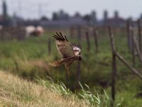 Circus aeruginosus 19, Bruine kiekendief, Saxifraga-Martin Mollet
