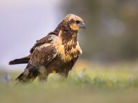 Marsh harrier female  Marsh harrier (Circus aeruginosus) close up of feale raptor in Spanish Pyrenees, Vilagrassa, Catalonia, Spain. April. : accipitral, accipitridae, accipitrine, adult, aeruginosus, animal, aves, beautiful, bird, birds, birdwatching, buzzard, catalonia, circus, close, falconiformes, female, fly, grass, green, habitat, harrier, hawk, hawkish, hunter, israel, male, marsh, nature, of, outdoors, park, poland, predator, prey, raptor, spain, spring, up, vilagrassa, vulturine, western, wild, wildlife, wings, young