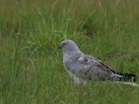 Circus cyaneus 17, Blauwe kiekendief, Saxifraga-Jaap Schelvis