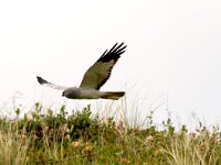 Circus cyaneus 2, Blauwe kiekendief, male, Saxifraga-Piet Munsterman