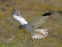 Circus cyaneus 3, Blauwe kiekendief, male, Saxifraga-Piet Munsterman