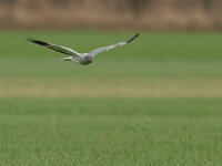 Circus cyaneus 57, Blauwe kiekendief, Saxifraga-Mark Zekhuis