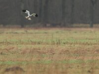 Circus cyaneus 58, Blauwe kiekendief, Saxifraga-Mark Zekhuis