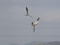 Circus pygargus 3, Grauwe Kiekendief, Saxifraga-Martin Mollet