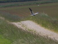 Circus pygargus 4, Grauwe kiekendief, Saxifraga-Jan Nijendijk