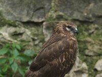 Circus pygargus 7, Grauwe kiekendief, Saxifraga-Martin Mollet