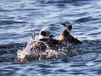 Clangula hyemalis 11, IJseend, Saxifraga-Bart Vastenhouw