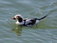 Clangula hyemalis 13, IJseend, Saxifraga-Bart Vastenhouw