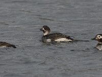 Clangula hyemalis 14, IJseend, Saxifraga-Peter Stein