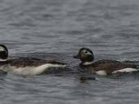 Clangula hyemalis 15, IJseend, Saxifraga-Peter Stein