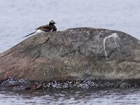 Clangula hyemalis 18, IJseend, Saxifraga-Mark Zekhuis