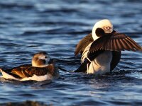 Clangula hyemalis 19, IJseend, Saxifraga-Bart Vastenhouw
