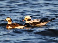 Clangula hyemalis 20, IJseend, Saxifraga-Bart Vastenhouw