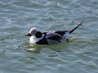 Clangula hyemalis 23, IJseend, Saxifraga-Bart Vastenhouw