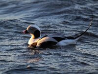 Clangula hyemalis 5, IJseend, Saxifraga-Bart Vastenhouw