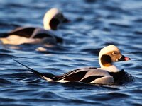 Clangula hyemalis 8, IJseend, Saxifraga-Bart Vastenhouw