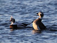Clangula hyemalis 9, IJseend, Saxifraga-Bart Vastenhouw