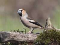 Coccothraustes coccothraustes 16 Appelvink, Saxifraga-Mark Zekhuis