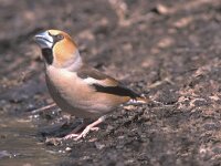 Coccothraustes coccothraustes 19, Appelvink, Saxifraga-Jan Nijendijk