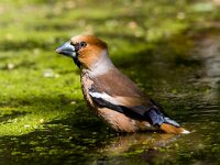 Coccothraustes coccothraustes 2, Appelvink, Saxifraga-Jan Nijendijk