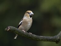 Coccothraustes coccothraustes 21, Appelvink, Saxifraga-Luc Hoogenstein : Nederland, Utrecht, februari, february, the Netherlands, tuinvogel, winter, zeist