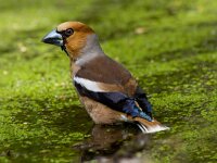 Coccothraustes coccothraustes 3, Appelvink, Saxifraga-Jan Nijendijk