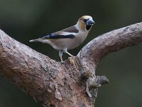 Coccothraustes coccothraustes 35, Appelvink, Saxifraga-Mark Zekhuis