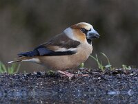 Coccothraustes coccothraustes 38, Appelvink, Saxifraga-Mark Zekhuis