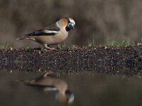 Coccothraustes coccothraustes 39, Appelvink, Saxifraga-Mark Zekhuis