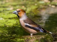 Coccothraustes coccothraustes 4, Appelvink, Saxifraga-Jan Nijendijk