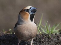 Coccothraustes coccothraustes 40, Appelvink, Saxifraga-Mark Zekhuis