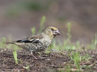 Coccothraustes coccothraustes 42, Appelvink, Saxifraga-Mark Zekhuis