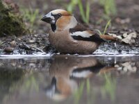 Coccothraustes coccothraustes 43, Appelvink, Saxifraga-Mark Zekhuis