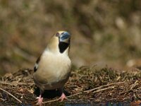 Coccothraustes coccothraustes 51, Appelvink, Saxifraga-Theo Verstrael