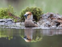 Coccothraustes coccothraustes 52, Appelvink, Saxifraga-Mark Zekhuis