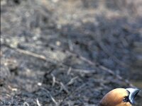 Coccothraustes coccothraustes 6, Appelvink, Saxifraga-Jan Nijendijk