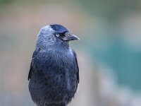 Western Jackdaw looking  Western Jackdaw (Corvus monedula) looking bold in the camera. Generally wary of people in the forest or countryside, western jackdaws are much tamer in urban areas. : Coloeus, Corvus, Eurasian, Netherlands, alone, animal, animals, audacious, beautiful, bird, black, blue, bold, brazen, cheeky, city, close, closeup, crow, daring, dark, england, europe, european, eye, freedom, germany, grey, impertinent, impudent, insolent, intrepid, jack, jackdaw, look, looking, monedula, nature, one, outdoors, people, pole, sky, spring, standing, summer, urban, western, wild, wildlife, winter, wood