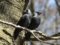Coloeus monedula 106, Kauw, adult, Saxifraga-Theo Verstrael