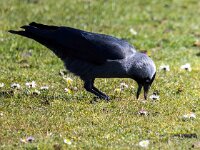 Coloeus monedula 88, Kauw, Saxifraga-Bart Vastenhouw