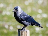 Coloeus monedula monedula 93, Noordse kauw, Saxifraga-Bart Vastenhouw