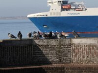 Columba livia f domestica 6, Rotsduif, Saxifraga-Peter Meininger