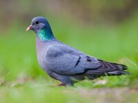 European Stock dove looking in the camera  European Stock Dove (Columba oenas) foraging in a lawn with bright green grass while looking in the camera : Columba, Netherlands, animal, background, bird, britain, british, buildings, close, colombella, columbin, countryside, dove, drink, europe, farm, fauna, field, forest, forestry, france, germany, grass, greece, green, hedge, hohltaube, holenduif, huldue, italy, natural, nature, oenas, paloma, pigeon, russia, scandinavia, single, skogsdue, skogsduva, spain, stock, uk, up, water, wild, wildlife, wood, woodland, zurita