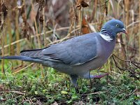Columba palumbus 106, Houtduif, Saxifraga-Tom Heijnen