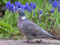 Columba palumbus 107, Houtduif, Saxifraga-Tom Heijnen